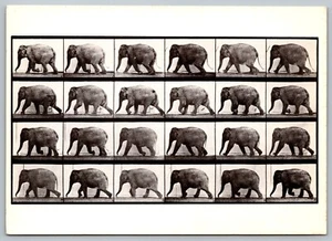 Postal Elefante Ambling Animal Locomotion 1887 Eadweard Muybridge Fotofolio - Imagen 1 de 2