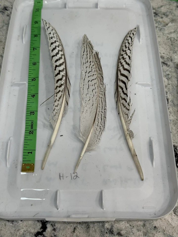 3 piezas de plumas naturales de faisán plateado 8-9 pulgadas (artesanía/arte/novia/halloween) Foto 1 de 3