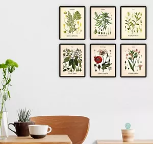 Wall Art Home Decor Vintage Psychoactive Plants Poster Floral Print Set 6 Prints - Picture 1 of 8