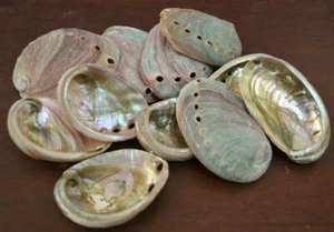 12 PCS RED GREEN ABALONE SHELL ONE SIDED POLISHED 2 - 3" - Picture 1 of 6