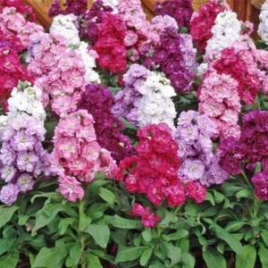 Stock (Dwarf Ten Week Mix) 1250+ Seeds (Matthiola Incana) Instructions Included - Picture 1 of 5