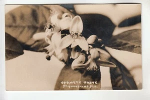 Real Photo Postcard Garnet Grove St Augustine FL - Picture 1 of 1