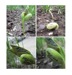 1x Magische Zauber Bohne Gravur Freunde für immer Erklärung Geschenk Samen A236 - Picture 1 of 10