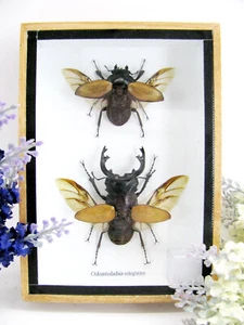 Odontolabis elegans M&F - ein riesiges Insekt in 3D Vitrine in Museumsqualität - Bild 1 von 12