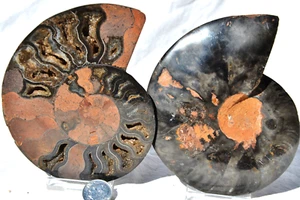 Großer schwarzer Ammonit Kristall 115 mm 110myo Dinosaurier Alter FOSSIL 4,5" n2169vv - Bild 1 von 5