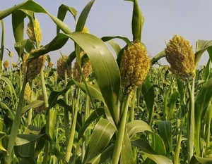 ☺150 graines de sorgho/ sorghum - Picture 1 of 2