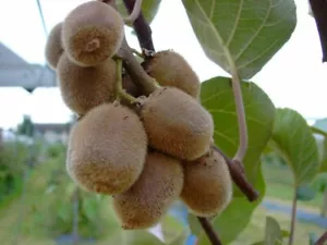 Selbstfruchtbare Kiwi `Solo´, Actinidia, 60-80cm im 3,5L Topf - Bild 1 von 2