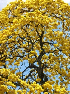 TABEBUIA caraiba exótica trompeta amarilla árbol dorado ornamental semilla dorada 50 semillas - Imagen 1 de 5