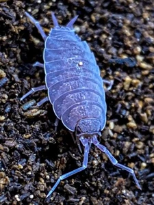 (25ct) Powder Blue Isopods "Porcellionides pruinosus" | BioActive CleanUp Crew - Bild 1 von 5