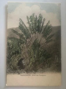 CPA - MADAGASCAR - Arbre des Voyageurs - Imagen 1 de 2