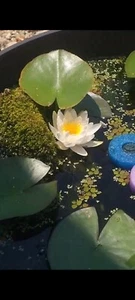 Amazing Hardy White Water Lily (LIVE Tuber) - Picture 1 of 5