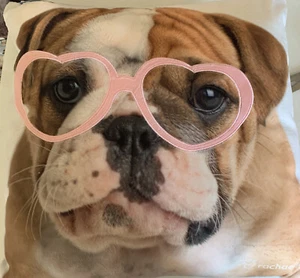 ENGLISH BULLDOG PILLOW IN PINK GLASSES - Picture 1 of 5