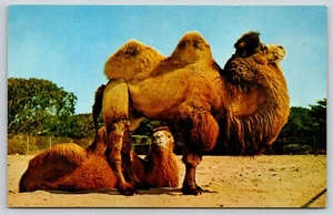 Postcard Two Bactrian Camel Camelus bactrianus San Francisco Zoo California - Picture 1 of 2