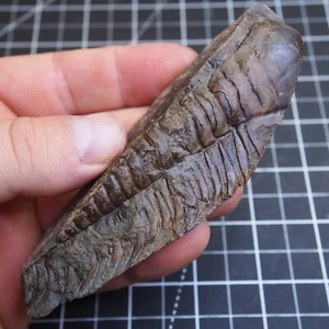 125 g Checo Trilobite Hydrocephalus minor Cámbrico Fósiles Dino 1039 - Imagen 1 de 9