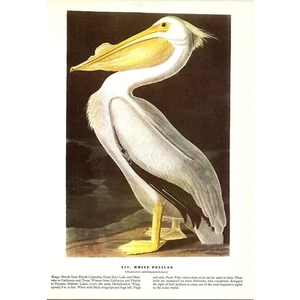 Weißer Pelikan - 1941 Audubon "Birds of America" Original Farbvogeldruck - Bild 1 von 2
