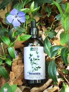 Wild Periwinkle Tincture 100 ml (4 fl oz.) Double-Extraction - Small Batch #4/25 - Picture 1 of 11