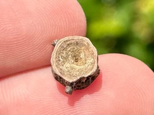 Dinosaur Age Fossil Vertebrae Hell Creek Formation Reptile Amphibian Fish - Image 1 of 4