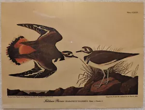 KILDEER PLOVER ENGRAVED LITHOGRAPH CARD PLATE. CCXXV, KLEENEX TISSUE COLLECTION - Picture 1 of 3