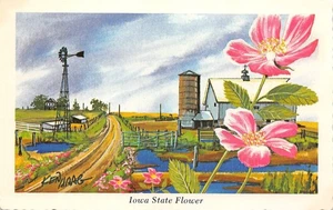 #K1632 IOWA STATE FLOWER POSTAL, ROSA SILVESTRE - Imagen 1 de 2