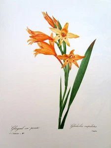 P.J. Redoute # 48 Glayeul en point vintage print - Picture 1 of 1