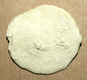 Paläogene "Steinmünze" Nummuliten Distans Deshayes, 1838 - Bild 1 von 11