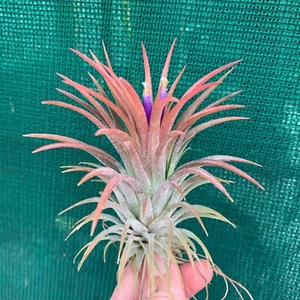 Tillandsia ionantha APD001 (1-2cm Pup) Air Plant, Bromeliad (Auto Combine Post) - Picture 1 of 3