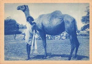 SOMALIA - Next to his camel- SIZE OF THE POSTCARD 15 CM x 10 cm. - Publ. Francis - Picture 1 of 2