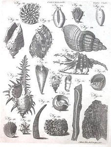 1726-1809 KONCHOLOGIE Buchseitendruck TELLER CLV A Glockenprin. Wal. bildhauer fecit - Bild 1 von 2