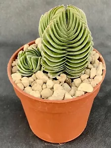 Crassula Buddha Tempel - Bild 1 von 1