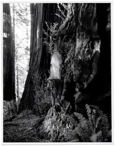 Live Burls: Poaching the Redwoods - Libro de fotografía de stock - Imagen 1 de 1