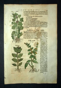 Gravure estampe ancienne Botanique plante LA MÉLISSE OFFICINALE, LA BALLOTE - Imagen 1 de 4
