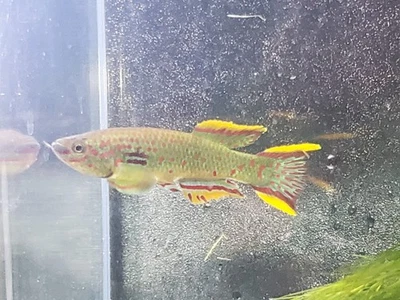 Gardner's Killifish - P82 (non-annual) - 3 Fry - Image 1 of 4