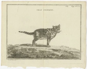 Antique Print of a Calico Cat - Picture 1 of 1