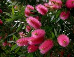 PINK CHAMPAGNE BOTTLEBRUSH 1500 SEEDS NATIVE FLOWERING SHRUB - Picture 1 of 5