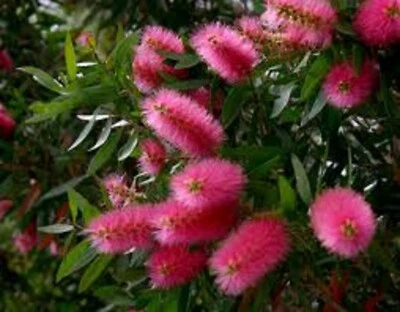 PINK CHAMPAGNE BOTTLEBRUSH 1500 SEEDS NATIVE FLOWERING SHRUB - Image 1 of 4