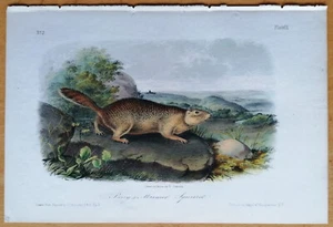 J.J. Audubon 1st Octavo Quadrupedes Marmot Squirrel (Plate 9) - 1849 - Picture 1 of 1