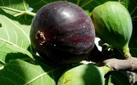 2x CUTTINGS FIG TREE "black mission" (Ficus carica)