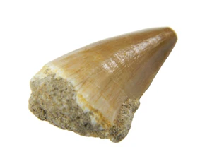 1.05" Fossil Mosasaur (Prognathodon) Tooth - Morocco - Picture 1 of 4