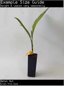 Betel Nut (Areca catechu) Tree Plant - Picture 1 of 3
