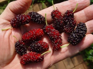 THAI DWARF MULBERRY - EASILY WORLD"S BEST MULBERRY! - Picture 1 of 10