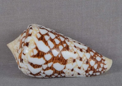 SEASHELL CONUS AMMIRALIS Gem operculum 59mm - Image 1 of 4