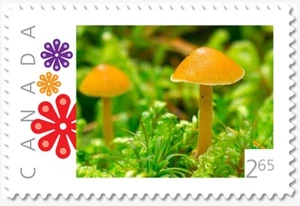 2.65rate = YELLOW TOXIC MUSHROOM = Picture Postage Canada 2019 p19-11-s01 - Picture 1 of 2