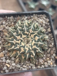 Ariocarpus Kotschoubeyanus 5,5cm Aztekium Copiapoa - Imagen 1 de 5
