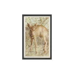 Duiker 1940 United Tobacco Co Our South African National Parks #48.0 EX - Bild 1 von 3