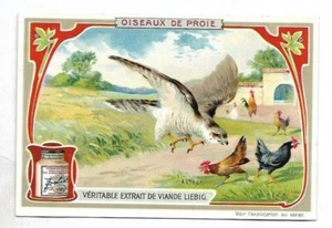 L'Autour - - Oiseaux de proie - Chromo Liebig - Trade card - Imagen 1 de 2