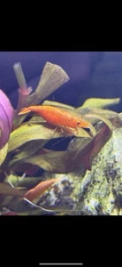 Orange Sun-kissed Neo-Cardinia Shrimp - Picture 1 of 6