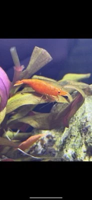 Orange Sun-kissed Neo-Cardinia Shrimp - Image 1 of 4