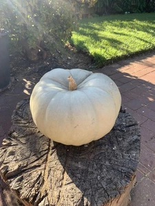 Giant Grey Pumpkin 20 Seeds – Rare Heirloom Variety – LIMITED STOCK - Picture 1 of 2