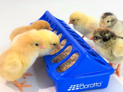 Mangiatoia in plastica per pulcini, lunga 30 cm | BOROTTO