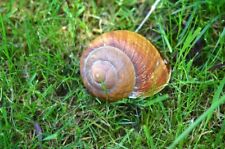 20 x Geocaching geocache Snail Snail DIY Empty Large Snail Shells